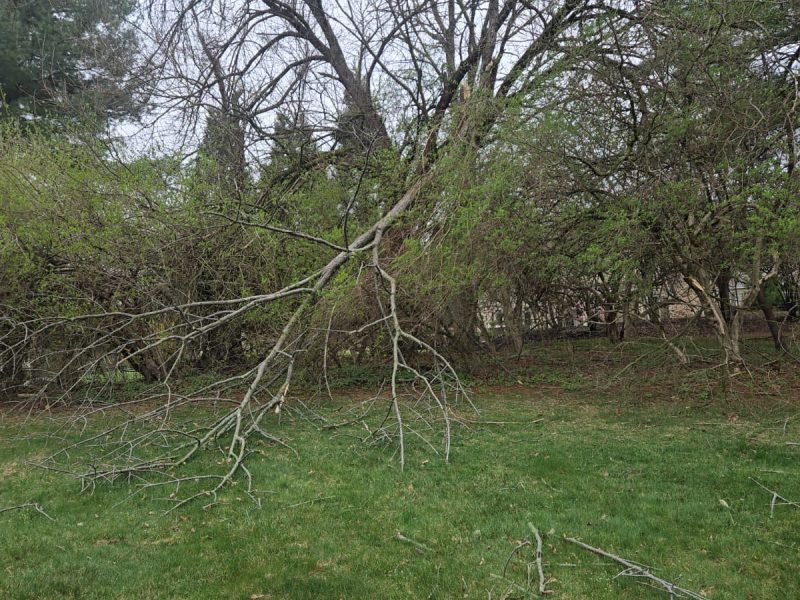 Tree Services 2